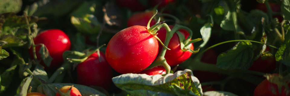 Distribución en exclusiva de
Heinz Seed para toda España.