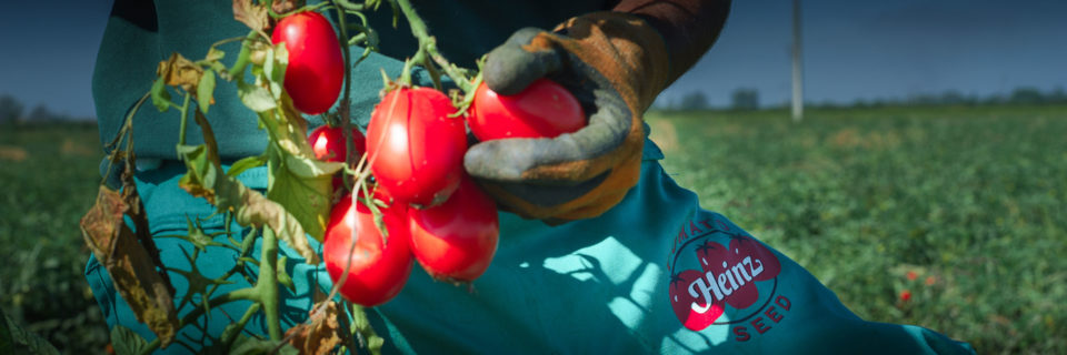 Disponemos del catálogo de semillas de tomate 
de industria más extenso del mercado.